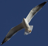 1cy fuscus in August, ringed in Finland. (81365 bytes)